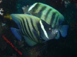 Night Dive in Vanuatu Olympus 7070 by Brad Cox 